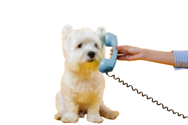 cachorrinho-fofo-isolado-em-amarelo-removebg-preview