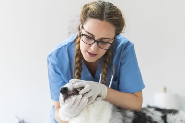 feminino-veterinario-examinando-boca-cao-na-mesa-na-clinica